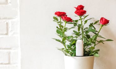 ¿Poco alcance de Mi Flora para usar en Home Assistant? Xiaomi Mi Flora Plant Sensor MQTT Client/Daemon es la solución